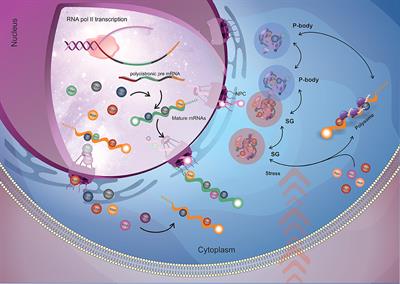 RNA Binding Proteins and Gene Expression Regulation in Trypanosoma cruzi